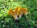 champignons